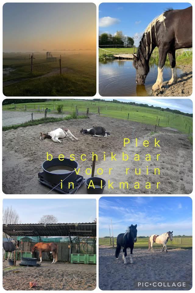 Plek vrij paddock paradise Alkmaar/Bergen, Dieren en Toebehoren, Stalling en Weidegang, Weidegang, 1 paard of pony