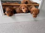 Bijzonder mooie combi Toller X Teckel kruising, Parvo, 8 tot 15 weken, Meerdere, Meerdere dieren