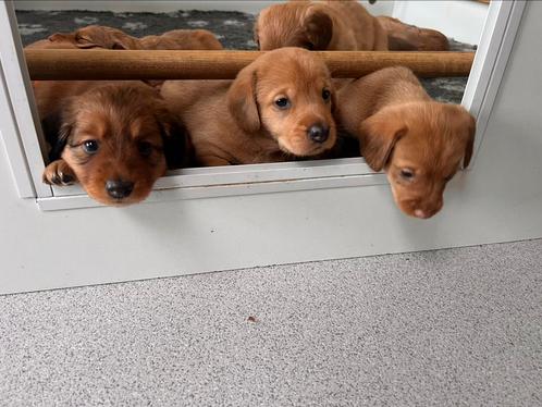 Bijzonder mooie combi Toller X Teckel kruising, Dieren en Toebehoren, Honden | Niet-rashonden, Middel, Meerdere dieren, Fokker | Hobbymatig