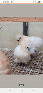 2 raszuivere usa zijdehoenders hennen., Dieren en Toebehoren, Vrouwelijk, Kip