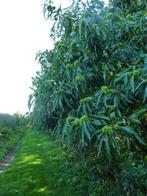 tamme kastanjes, Diversen, Levensmiddelen, Ophalen