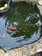 Vijvervissen te koop aangeboden, Dieren en Toebehoren, Vissen | Vijvervissen, Goudvis(sen)