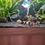 Botia vis. 5 stuks, Vis