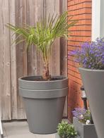 Palmboom, Tuin en Terras, Ophalen, Zomer, Volle zon, Palmboom