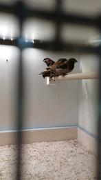 Japanse meeuwtjes, Dieren en Toebehoren, Vogels | Overige Vogels, Geslacht onbekend, Tropenvogel