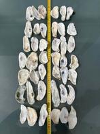 Partij van 42 oesterschelpen  maat M, Nieuw, Ophalen of Verzenden, Materiaal
