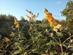 vlinderstruiken, meerdere kleuren, Ophalen, Zomer, Overige soorten