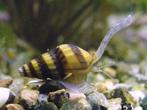 Slakkenetende slak Anatome Helena 3 voor 1 euro, Dieren en Toebehoren, Vissen | Aquaria en Toebehoren, Ophalen, Nieuw, Overige typen