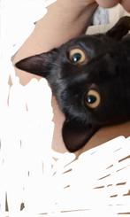 Lieve zwarte kitten, Dieren en Toebehoren, Katten en Kittens | Raskatten | Korthaar, Kater, Ontwormd