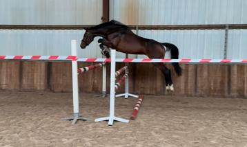 ‼️5jr. Cornet Obolensky x Colandro‼️ beschikbaar voor biedingen