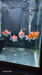 Tamasaba van de Japanse kweker Kaneko, Dieren en Toebehoren, Vissen | Aquariumvissen, Vis