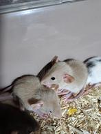 Rittens, baby ratjes, December, Meerdere dieren, Rat