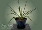 Yucca filamentosa (palmlelie), Ophalen, Zomer, Overige soorten, Volle zon