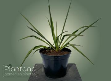 Yucca filamentosa (palmlelie) beschikbaar voor biedingen