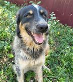 BEER, LIEVE ZACHTAARDIGE REU, MIDDELMAAT, ZOEKT MAND, Rabiës (hondsdolheid), Reu, 1 tot 2 jaar, Eén hond