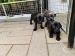 Stoere Cane Corso pups - 2 gestroomde pups 1 Reu en 1 teef, Overige rassen, CDV (hondenziekte), 8 tot 15 weken, Meerdere