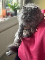2. Scottish long hair, 2 years, Dieren en Toebehoren, Katten en Kittens | Raskatten | Korthaar, Poes