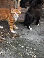 Boerderij kittens, Dieren en Toebehoren, Meerdere dieren, 0 tot 2 jaar