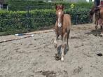 Zeer aanhankelijk en vriendelijk Gelders merrie veulen, Dieren en Toebehoren, Paarden, Merrie, 0 tot 2 jaar
