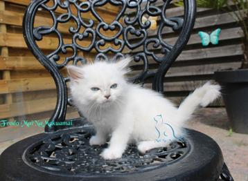 Ragdoll kitten Lilac mitted Mink met stamboom beschikbaar voor biedingen