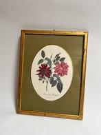 Franse vintage lijst met botanische print, Antiek en Kunst, Ophalen of Verzenden