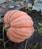 GROOTSTE POMPOEN AANBOD, Tuin en Terras, Ophalen, Overige soorten, Volle zon