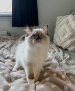 Poes Ragdoll kitten met stamboom uit huiselijke cattery, Dieren en Toebehoren, Katten en Kittens | Raskatten | Langhaar, Poes
