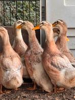 Saksen eenden, Dieren en Toebehoren, Pluimvee, Meerdere dieren, Eend