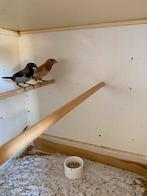 Koppel japanse meeuwen, Dieren en Toebehoren, Meerdere dieren