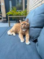 Katten oppas amersfoort, Diensten en Vakmensen, Particuliere oppas
