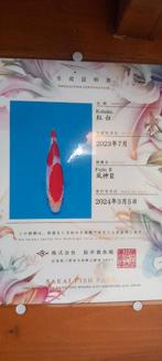 Kohaku sff, Dieren en Toebehoren, Karper of Koi