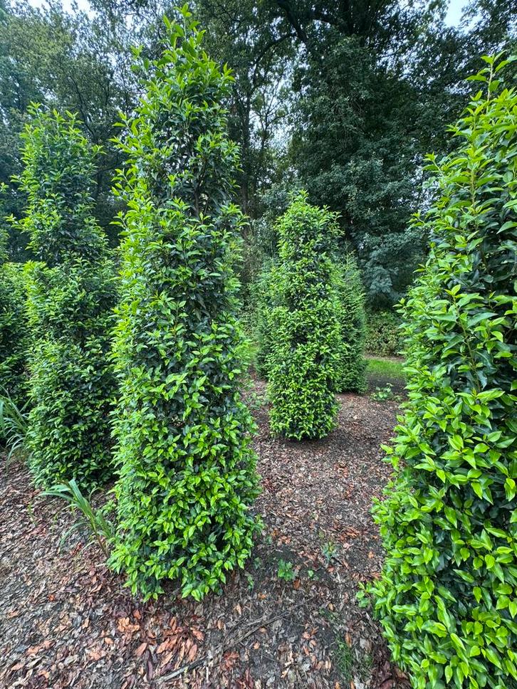 Grote portugese laurier ca 350 cm. Portugese laurier!!, Tuin en Terras, Planten | Struiken en Hagen, Laurier, 100 tot 250 cm, Ophalen of Verzenden
