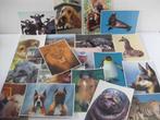 Ansichtkaarten / Postkaarten Dieren 20 stuks 17,5 x 13 cm, Ophalen of Verzenden, 1980 tot heden, Ongelopen, Overige soorten