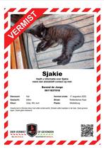 VERMIST. VINDERSLOON, Dieren en Toebehoren, Vermiste en Gevonden Dieren, Kat