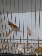 Kapoetsensijs, Mannelijk, Geringd