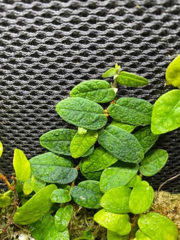 Ficus sp. Borneo (zeldzaam) - terrariumplant beschikbaar voor biedingen