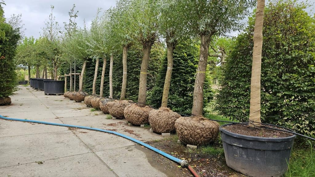 Salix alba (Knotwilg) 🌳 grote maten, Eén persoon