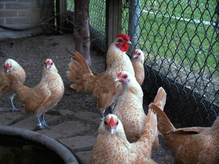 Sebright krielkippen kleur goud en geel/wit gezoomd, Dieren en Toebehoren, Pluimvee, Kip, Meerdere dieren