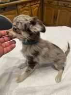 chihuahua pups zeer mooie t.cup & mini kleintjes raszuiver !, Rabiës (hondsdolheid), 8 tot 15 weken, Meerdere, Meerdere dieren
