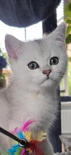 Brits korthaar Black silver shaded kitten (kater), Dieren en Toebehoren, Katten en Kittens | Raskatten | Korthaar, Kater, Ontwormd