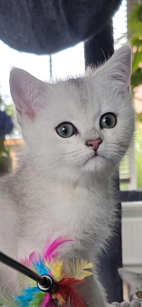 Brits korthaar Black silver shaded kitten (kater), Dieren en Toebehoren, Katten en Kittens | Raskatten | Korthaar, Kater, 0 tot 2 jaar