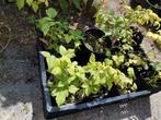 Frambozen, Tuin en Terras, Planten | Tuinplanten, Ophalen of Verzenden, Zomer, Volle zon