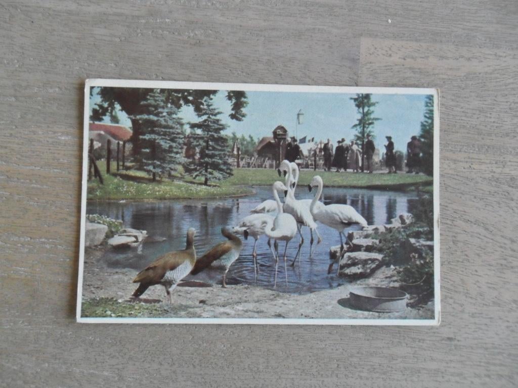 Alphen a/d Rijn, Avifauna, Los Muchachos, Verzenden, 1980 tot heden, Gelopen, Zuid-Holland