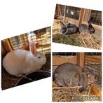 Diverse konijnen nieuw zeelander hangoor voedster, Dieren en Toebehoren, Konijnen, Meerdere dieren, Hangoor