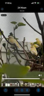 Groenling popen, Dieren en Toebehoren, Mei, Meerdere dieren