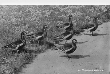 (388-326-001) Alphen aan den Rijn Avifauna beschikbaar voor biedingen