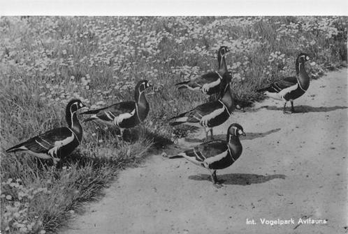 (388-326-001) Alphen aan den Rijn Avifauna, Verzamelen, Ansichtkaarten | Nederland, Zuid-Holland, Verzenden