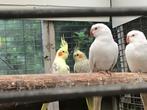 Prinses of wales gezocht!, Dieren en Toebehoren, Vrouwelijk, Parkiet