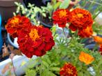 Afrikaantjes Carmen zaad uit biologische tuin, Ophalen of Verzenden, Voorjaar, Volle zon, Zaad