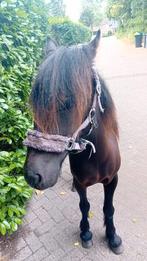 Mooi pony.s, Dieren en Toebehoren, Meerdere dieren